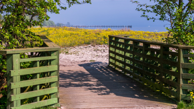 Träbro med grönt staket, rapsfält och blå himmel