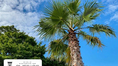 palm och blå himmel